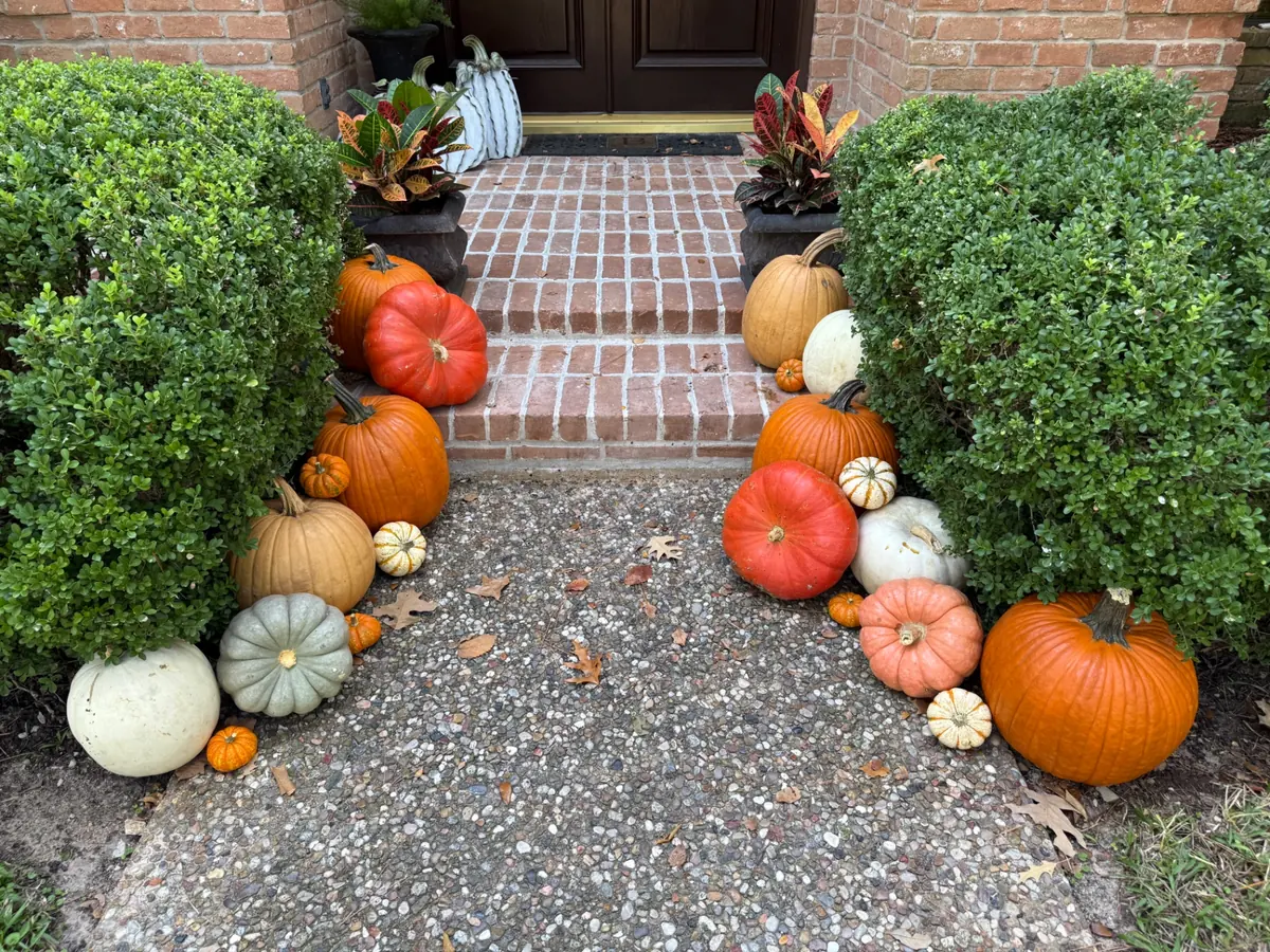 Brick walkway framed by boxwoods and heirloom pumpkins leading to a dark front door, styled by West Pumpkin Bros