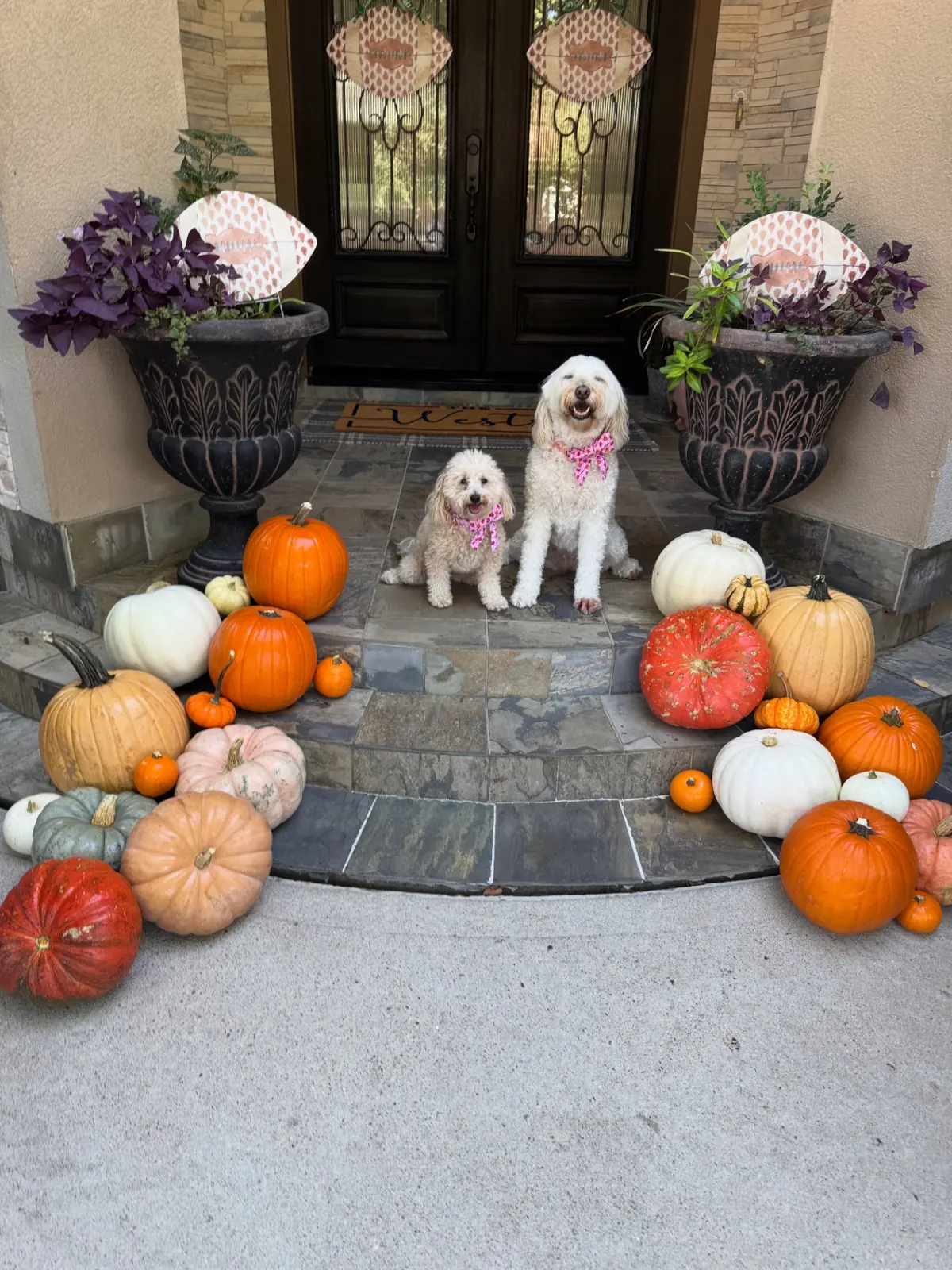Two dogs on curved stone steps lined with heirloom pumpkins, styled by West Pumpkin Bros