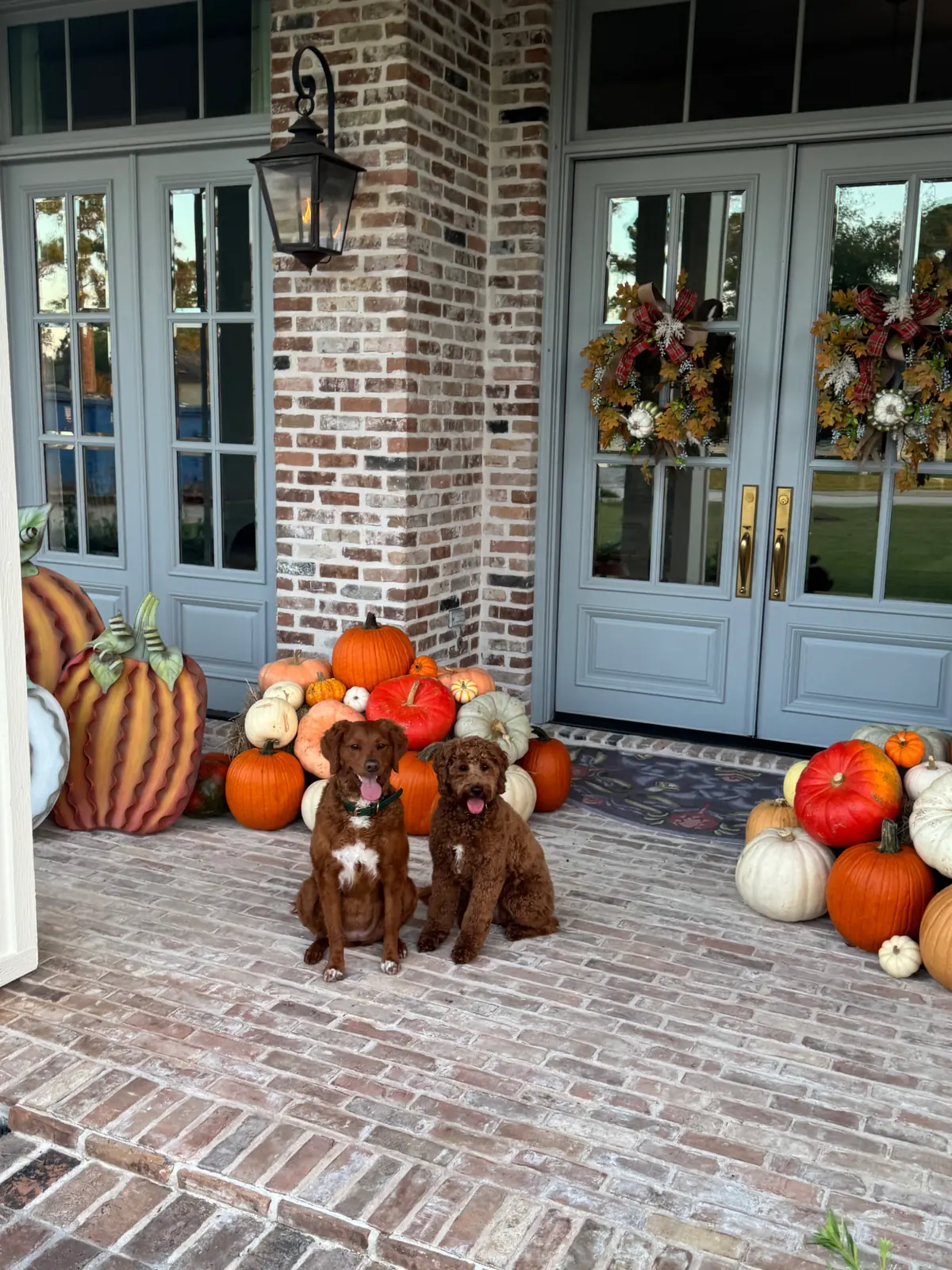 Two dogs sitting in front of a heirloom pumpkin display styled by West Pumpkin Bros